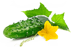 cucumbers